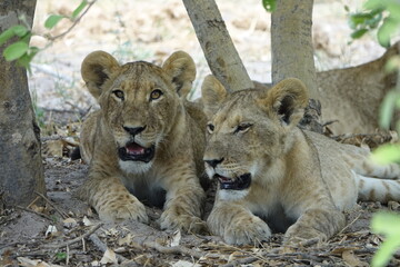 Lions with babies in the Okavango Delta after feeding on an Elephant Kill