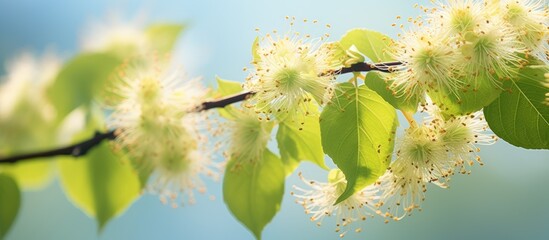 Delicate blossoms and lush foliage on a graceful tree branch in springtime