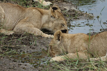Lions with babies in the Okavango Delta after feeding on an Elephant Kill