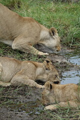 Lions with babies in the Okavango Delta after feeding on an Elephant Kill