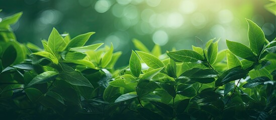 Serene Beauty of Sunlit Green Leaves Captured in a Peaceful Natural Setting