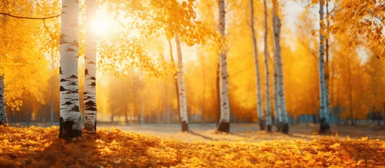 Rolgordijnen Golden Autumn: Vibrant Forest Landscape with Yellow Leaves and Tall Trees © Ilgun