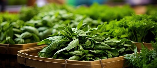 Aromatic Freshness of Lush Green Basil Leaves Ready for Culinary Delights