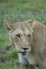 Fototapeta premium Lions with babies in the Okavango Delta after feeding on an Elephant Kill