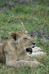 Lions with babies in the Okavango Delta after feeding on an Elephant Kill