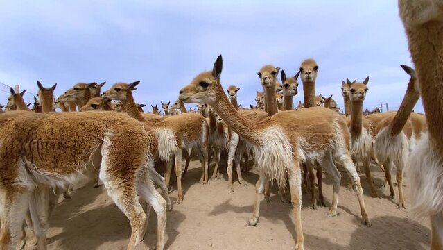 Grupo de vicu&ntilde;as capturadas en corral