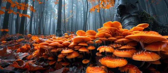 Foto op Canvas A vibrant autumn scene in a dense forest where orange mushrooms cover the forest floor, creating a striking sight. © FryArt Studio