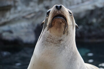 Kalifornischer Seelöwe, Close Up frontal