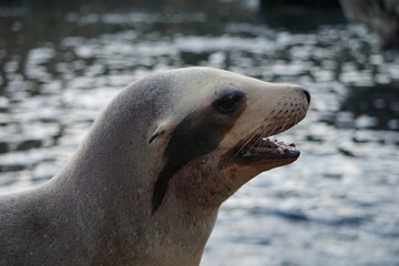 Kalifornischer Seelöwe mit geöffnetem Mund am Meer, Close Up