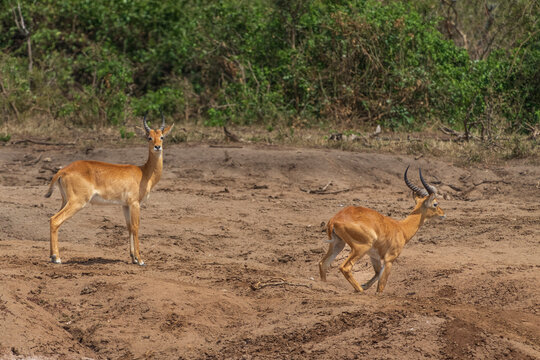 Ugandan kob in Queen Elisabeth national park