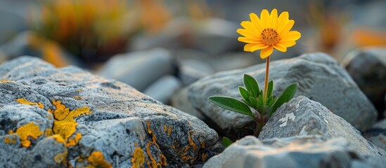 A single yellow flower stands out against a rocky background as it thrives in a harsh environment.
