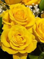 A bouquet of yellow roses