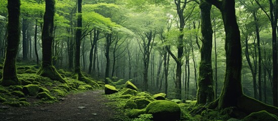 Serene Forest Canopy with Lush Greenery and Dappled Sunlight Filtering Through Branches