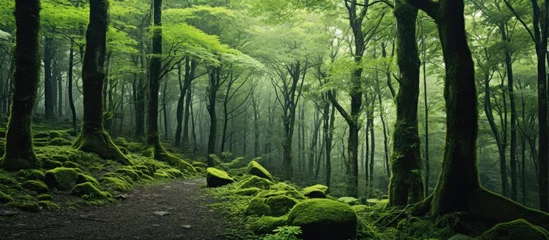 Muurstickers Serene Forest Canopy with Lush Greenery and Dappled Sunlight Filtering Through Branches © Ilgun