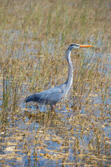 Beautiful specimen of a Great Blue Heron in a wetland in Florida, United States

