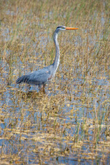 Beautiful specimen of a Great Blue Heron in a wetland in Florida, United States

