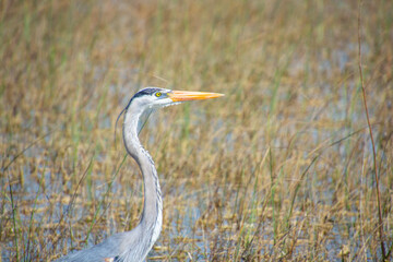Fototapeta premium Beautiful specimen of a Great Blue Heron in a wetland in Florida, United States 