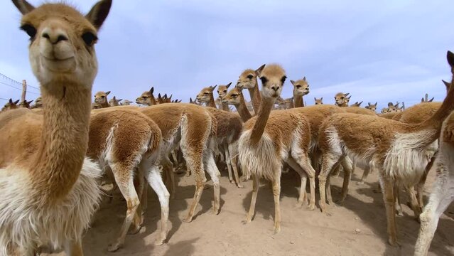 Crianza de vicuña silvestre en Perú Sudamérica