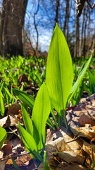 Wild garlic in the spring forest on a sunny day. Forests of Germany. Forest food