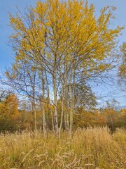 Fototapeta premium Autumn nature