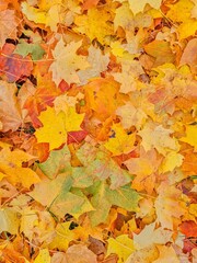 Autumn nature