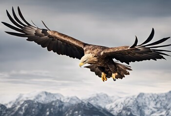 Obraz premium A view of a White Tailed Eagle in Flight