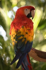 Brightly Colored Macaw