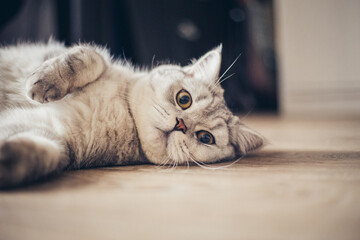 Blue tabby British Shorthair cat with orange eyes, grey cat relaxing on the wooden floor of the house, handsome young cat posing and looking in camera. - Powered by Adobe