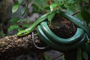 Green Snake