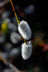 bazie, kotki wierzbowe, salix amentum, Spring willow branch with gray hairy bases on blurred background, Willow catkins in the  March  © kateej
