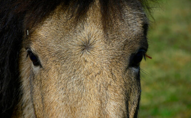 głowa i oczy konia, horse's eyes and head, brown horse eyes close-up	 - obrazy, fototapety, plakaty