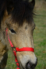 głowa konia, koń huculski, pasący się koń w czerwonej uprzęży, horse head, Hutsul horse,...