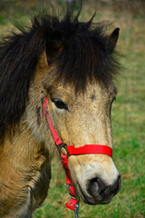 głowa konia, koń huculski, pasący się koń w czerwonej uprzęży, horse head, Hutsul horse,...