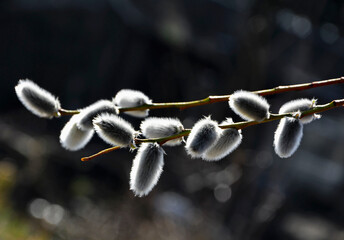 bazie, kotki wierzbowe, salix amentum, Spring willow branch with gray hairy bases on blurred...