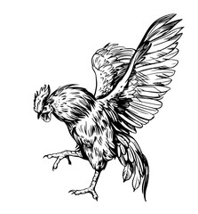 Rooster, angry bird, sketch illustration, hand drawn, black outline, engraving style © aksol