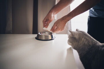 male feeding his gray striped British cat. male hand adding food to cat's bowl. - obrazy, fototapety, plakaty