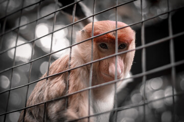 Proboscis monkey in the zoo, Proboscis monkey long nose with reddish hair, Proboscis monkey endemic...