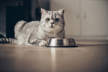 Beautiful little grey tabby kitten sitting by a bowl of milk, food, meat placed on the living room...