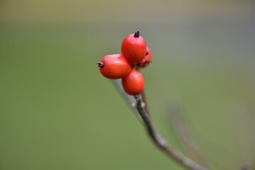 ハナミズキの実