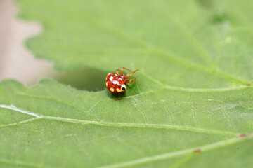 Cyrtarachne yunoharuensis is a species of spider in the orb-weaver spider family Araneidae, found in China, Korea and Japan.