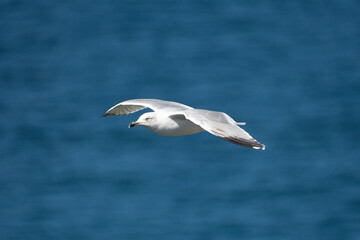 Closeup of Gull in flight