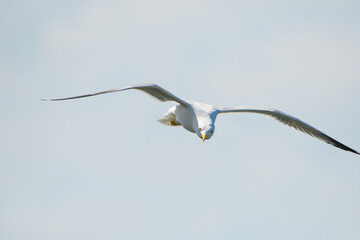 Closeup of Yellow-legged Gull in flight