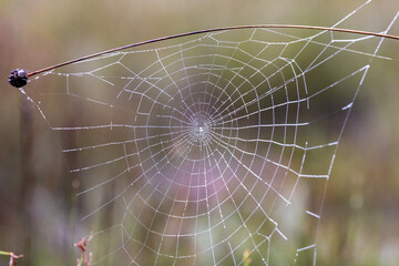 Dew droplets on spider web