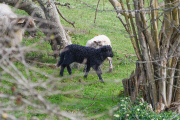 Black and white lamb in a field