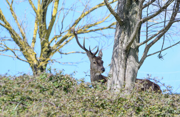 Male one-horned deer sitting between trees