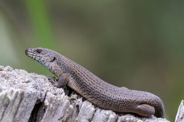 Australian Black Rock Skink basking on log
