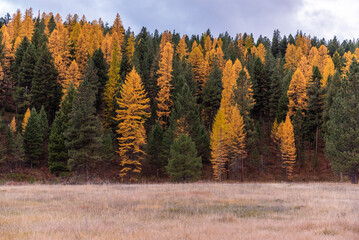 Autumn Meadow Lined With Gold