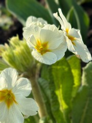 Afternoon sun shining through white flowers 