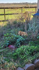 Cat in a flower garden