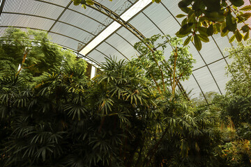 Greenhouse in the botanical garden.